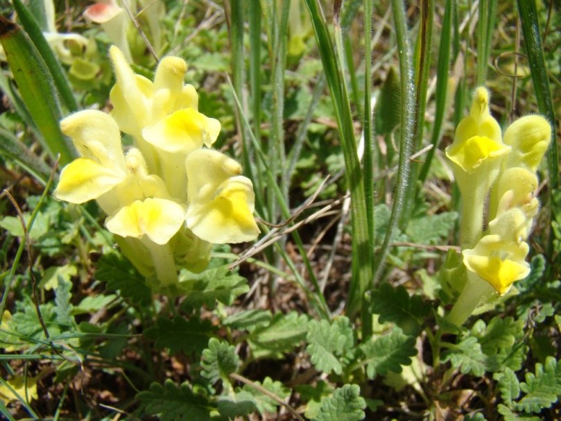 Image of genus Scutellaria specimen.