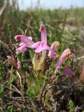 Pedicularis sylvatica. Соцветие (на переднем плане веточка Calluna vulgaris). Нидерланды, провинция Drenthe, национальный парк Drentsche Aa, заказник Eexterveld, вересковая пустошь. 31 мая 2008 г.