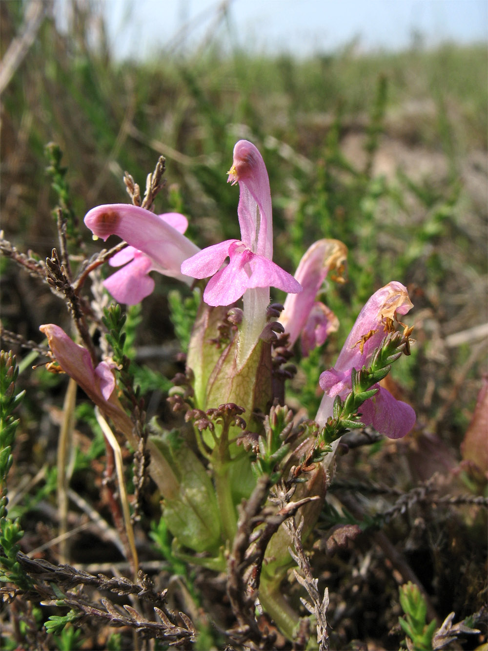 Image of Pedicularis sylvatica specimen.