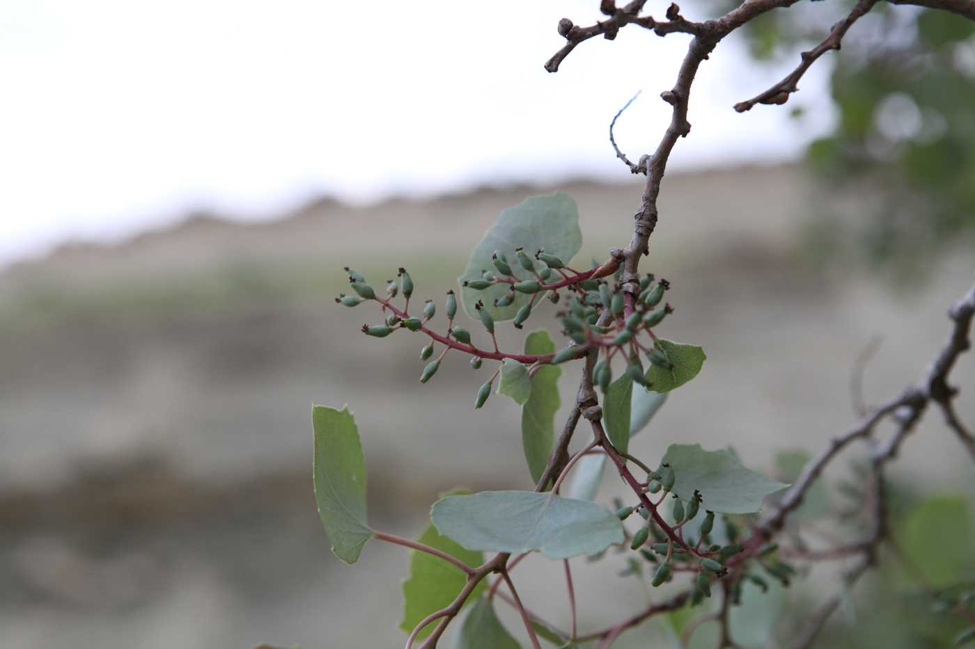 Изображение особи Populus euphratica.