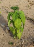 Salvia hispanica