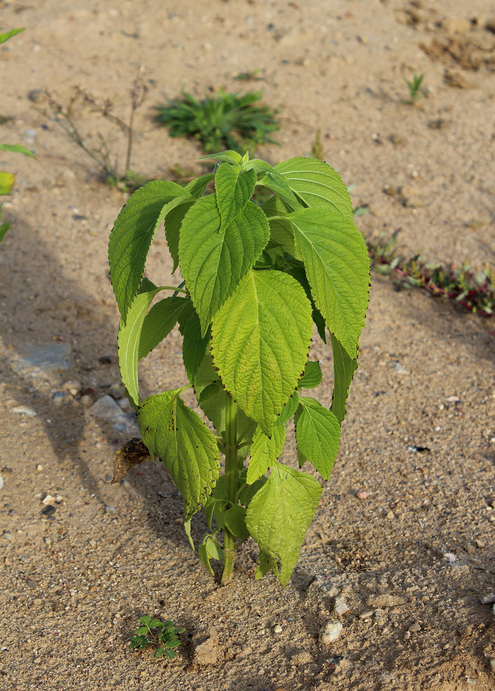 Image of Salvia hispanica specimen.