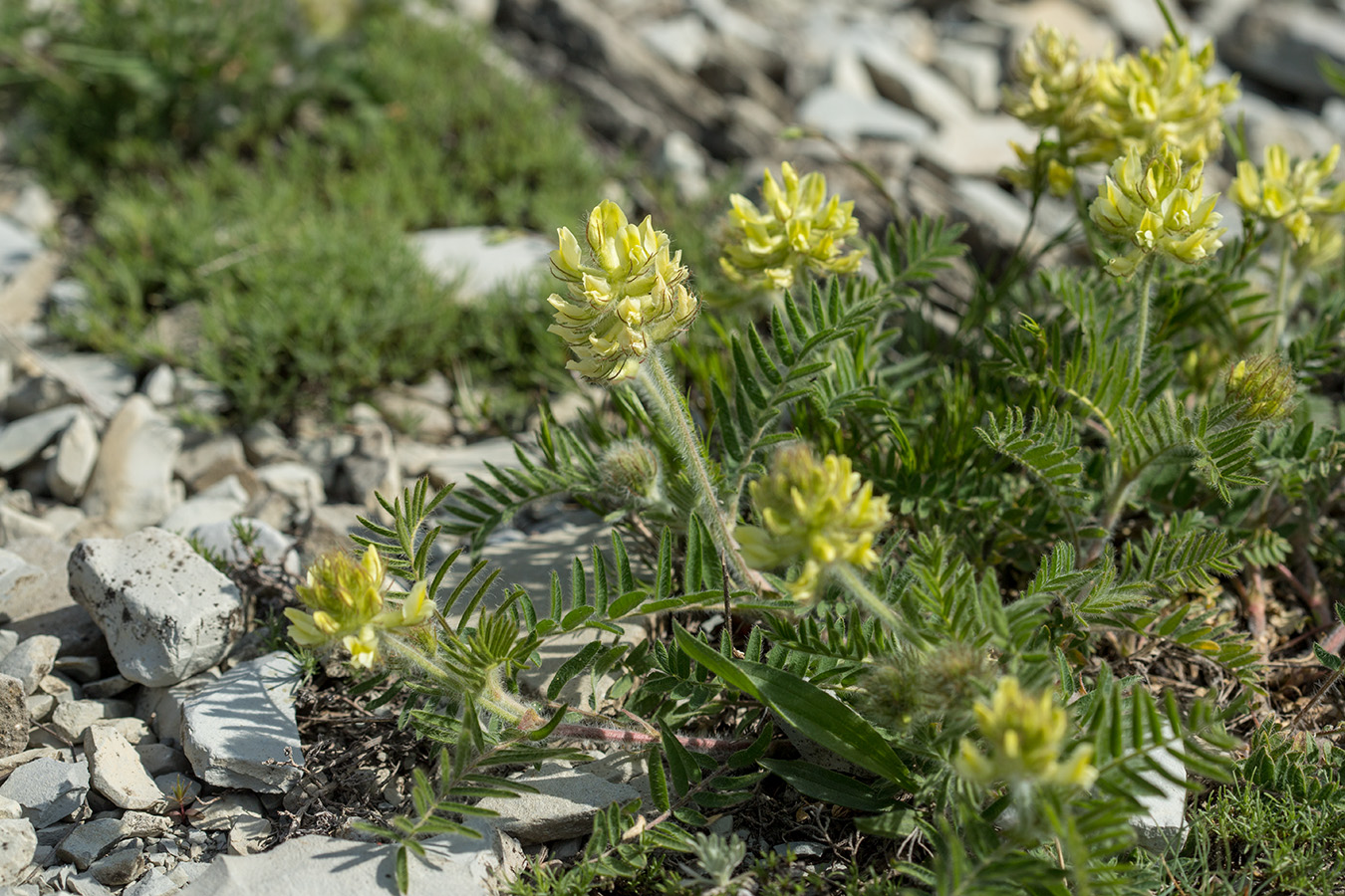 Image of Oxytropis pilosa specimen.