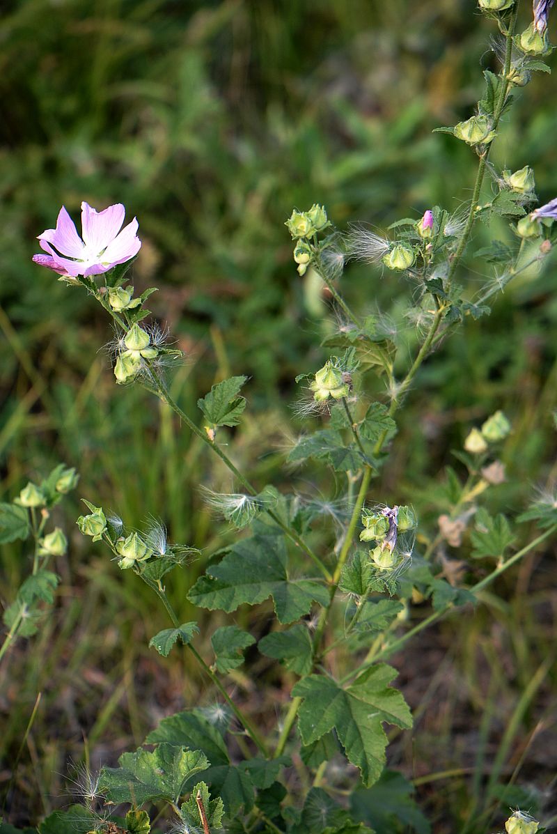 Image of Malva thuringiaca specimen.