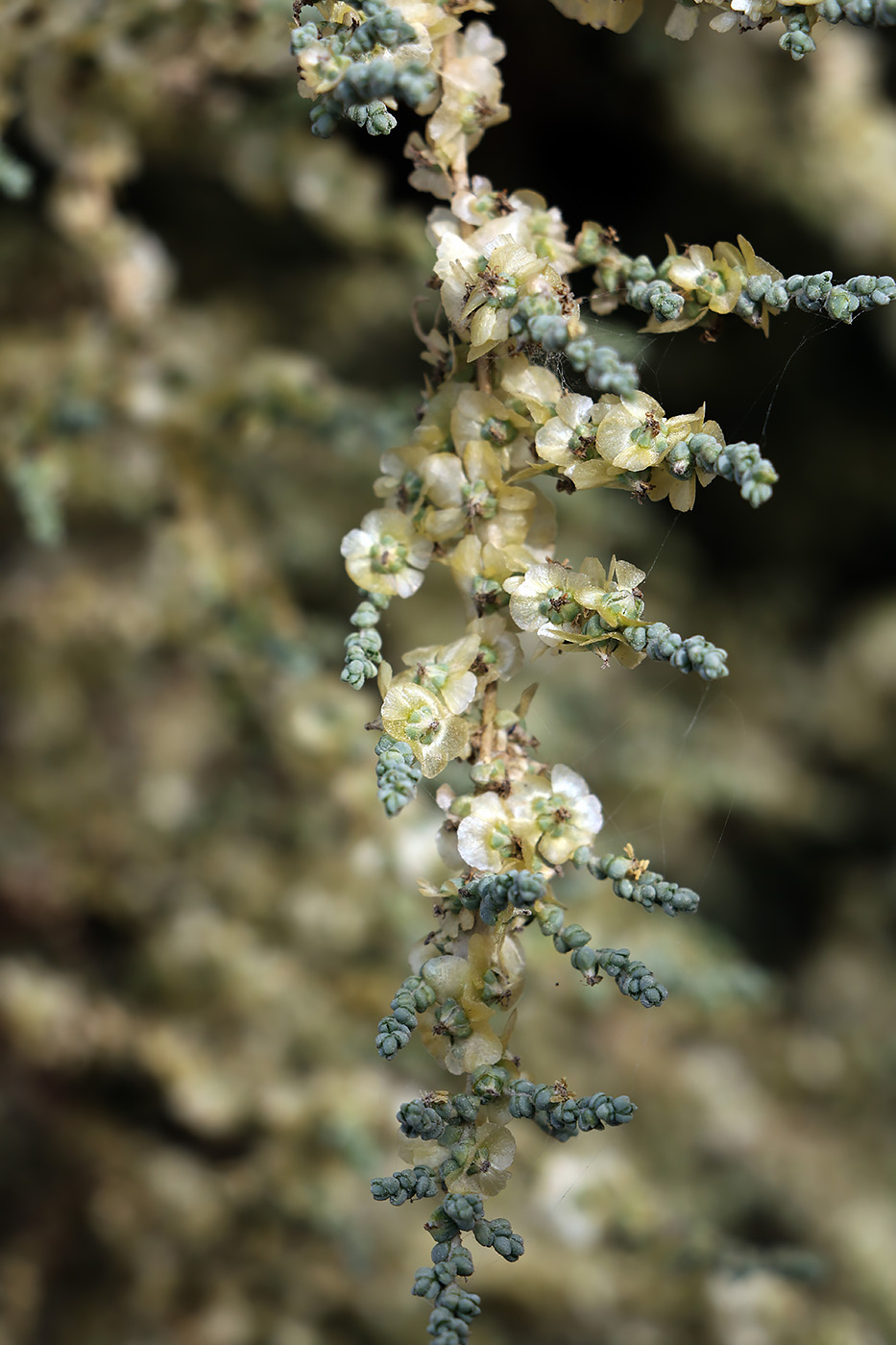 Изображение особи Salsola micranthera.