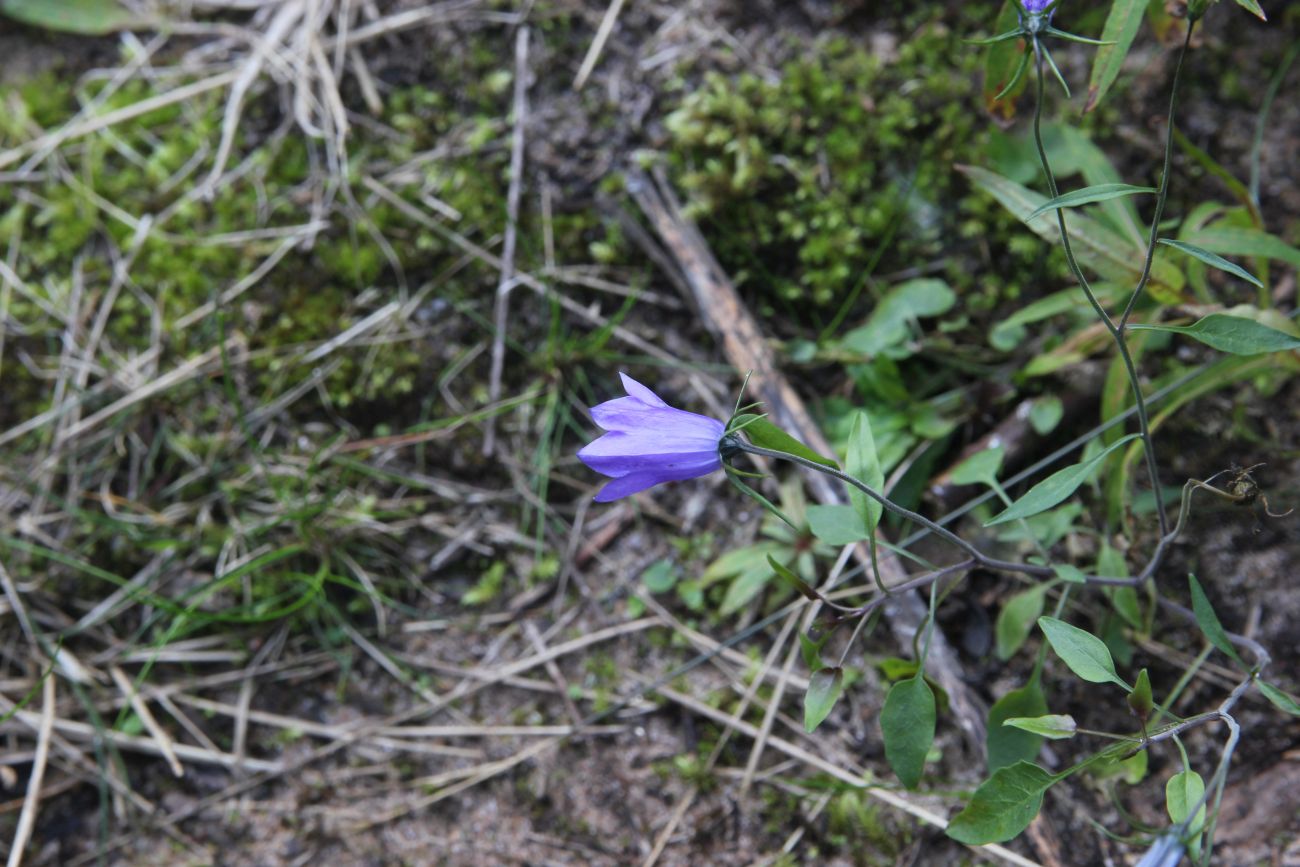 Image of Campanula rotundifolia specimen.