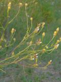 Crepis rhoeadifolia