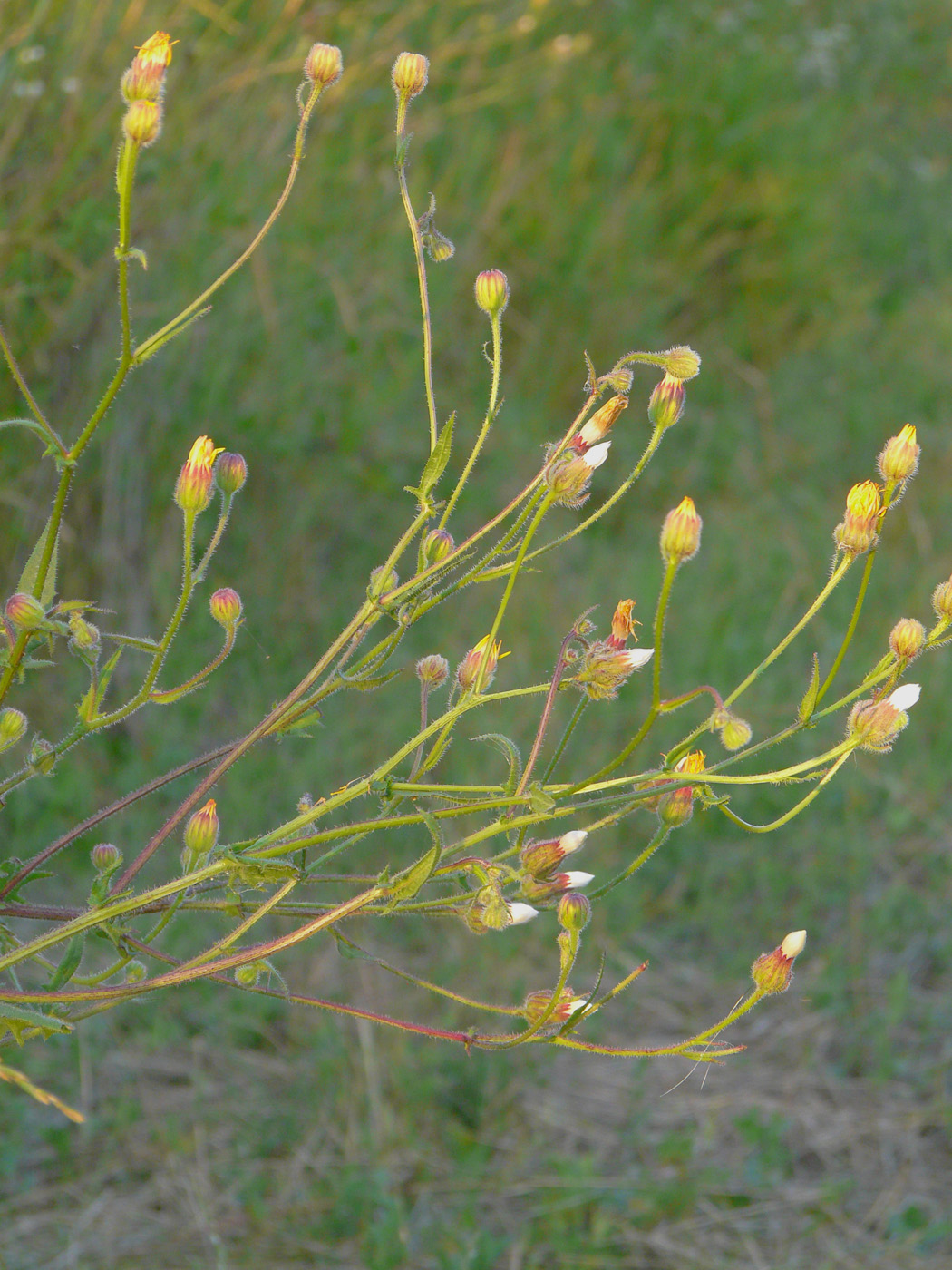 Изображение особи Crepis rhoeadifolia.