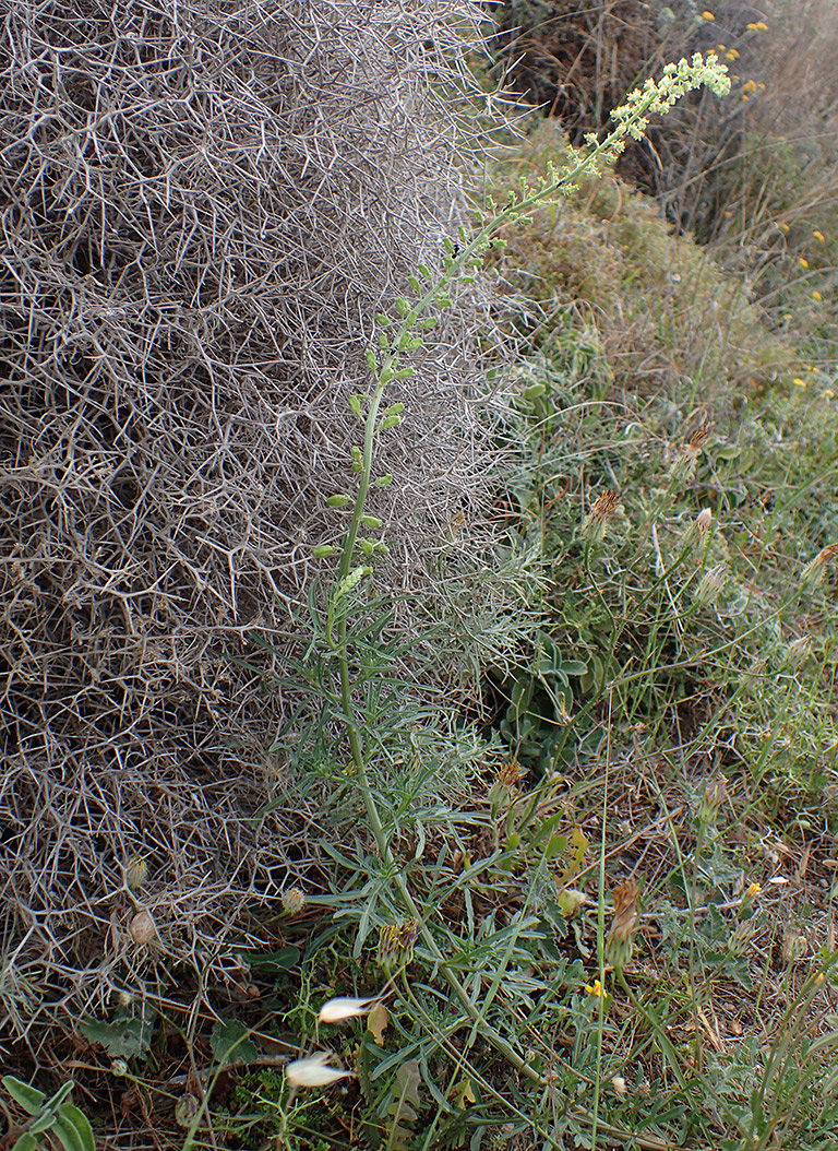 Изображение особи Reseda lutea.