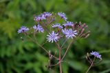 Lactuca sibirica