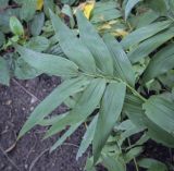 Smilacina stellata