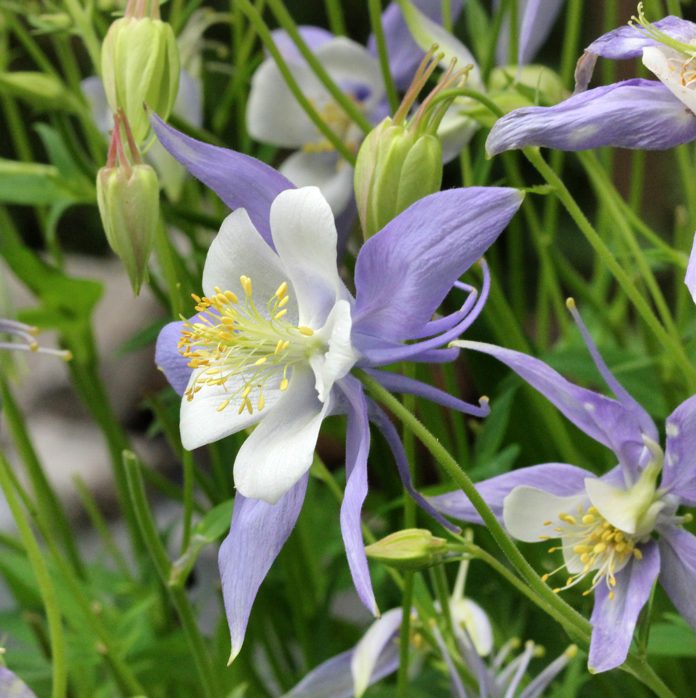 Изображение особи Aquilegia coerulea.