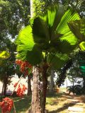 Licuala grandis. Плодоносящее растение. Таиланд, о. Пхукет, территория отеля, в культуре. 01.03.2019.