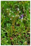 Centaurium meyeri. Цветущее растение. Республика Абхазия, окр. Нового Афона. 20.08.2009.