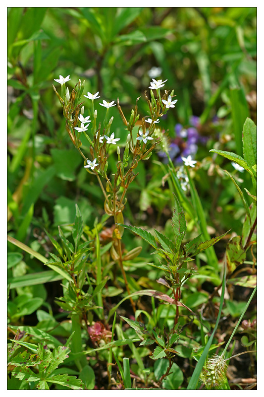 Изображение особи Centaurium meyeri.