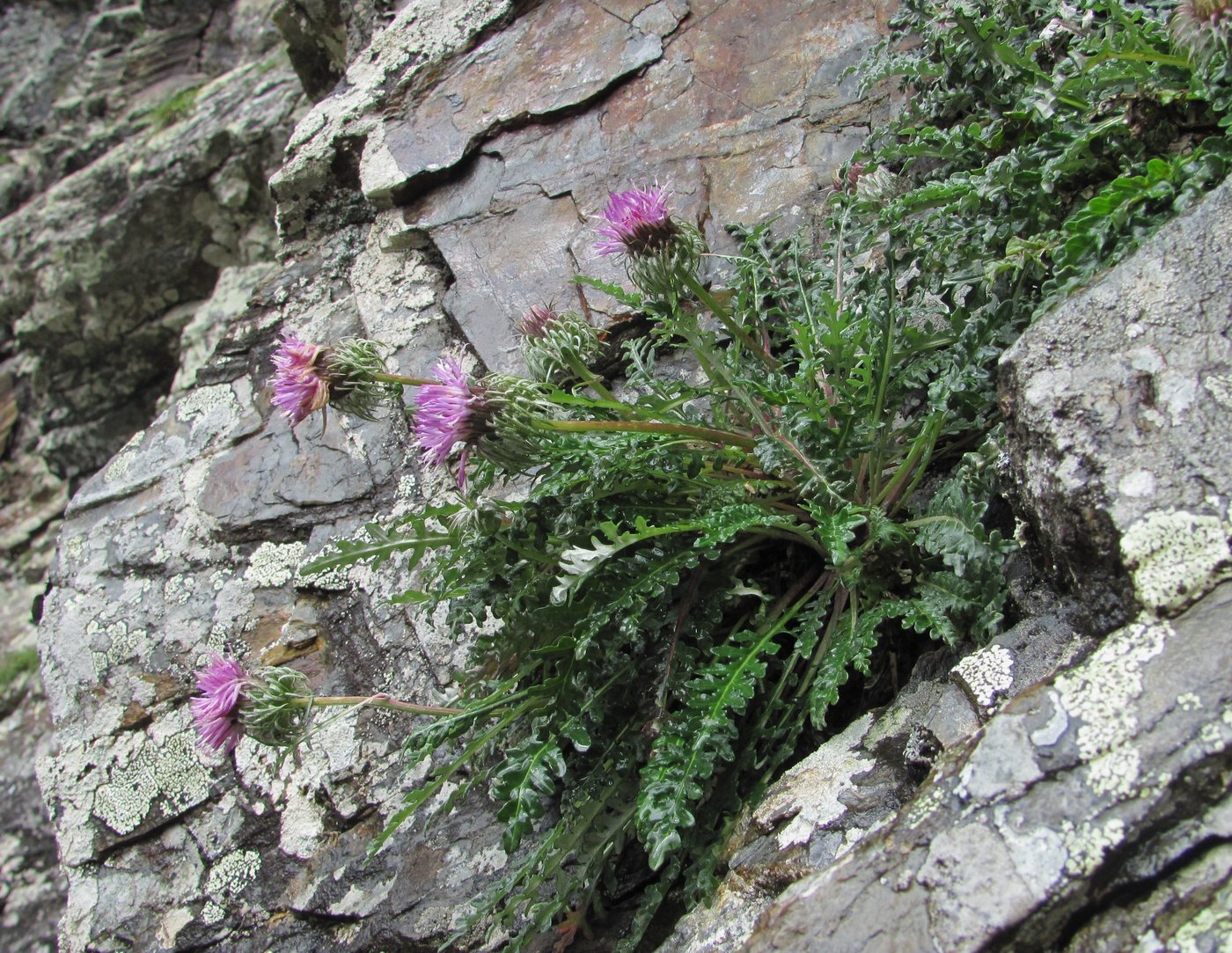 Image of Jurinea filicifolia specimen.
