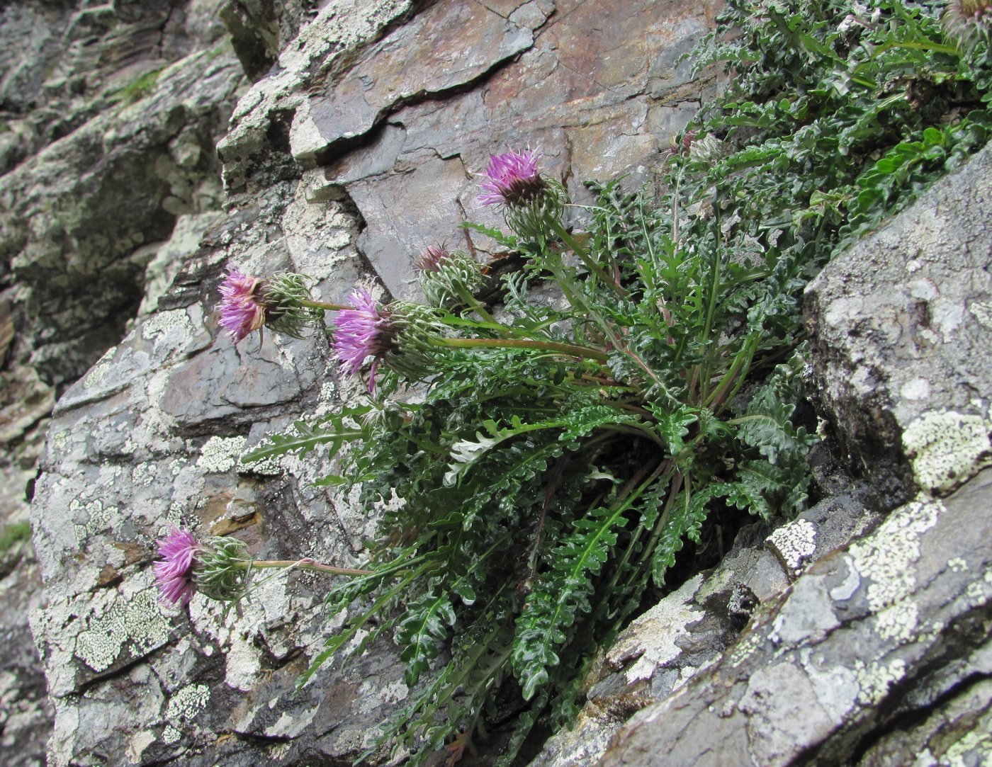 Изображение особи Jurinea filicifolia.