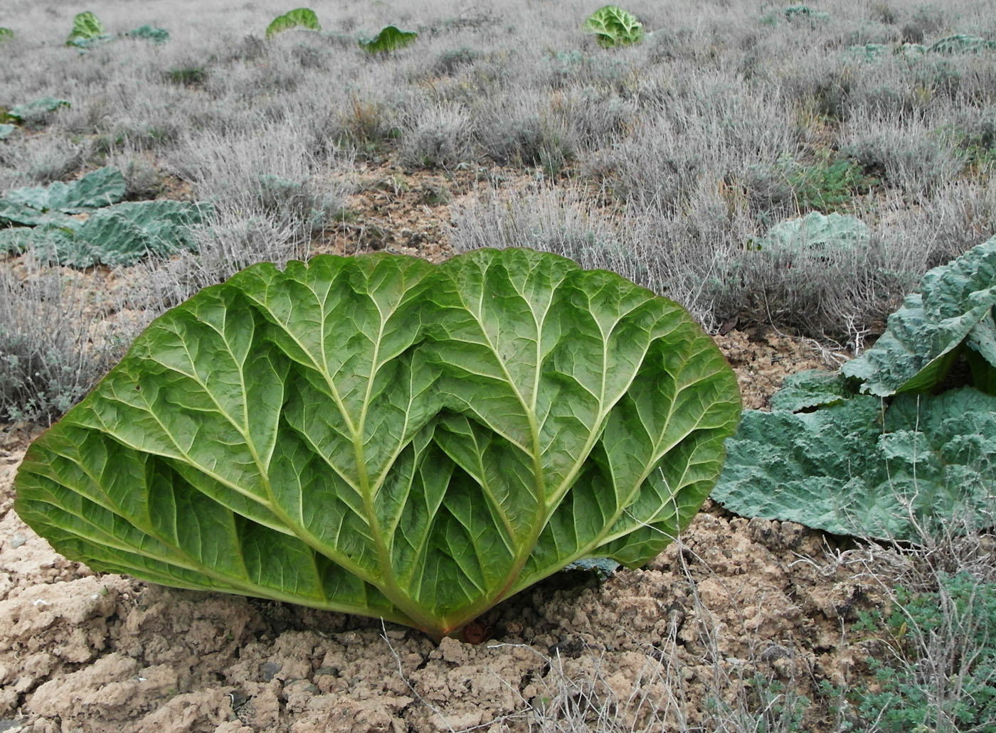 Image of Rheum tataricum specimen.