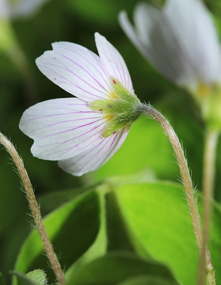 Изображение особи Oxalis acetosella.