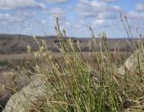 genus Carex. Верхушки цветущих побегов. Пермский край, Кунгурский р-н, ур. Подкаменная гора, скалистый выступ. 06.05.2022.