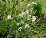 Amelanchier spicata