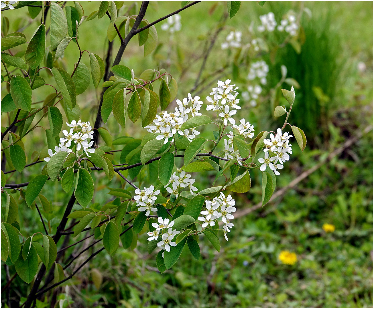 Image of Amelanchier spicata specimen.