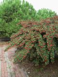 Cotoneaster