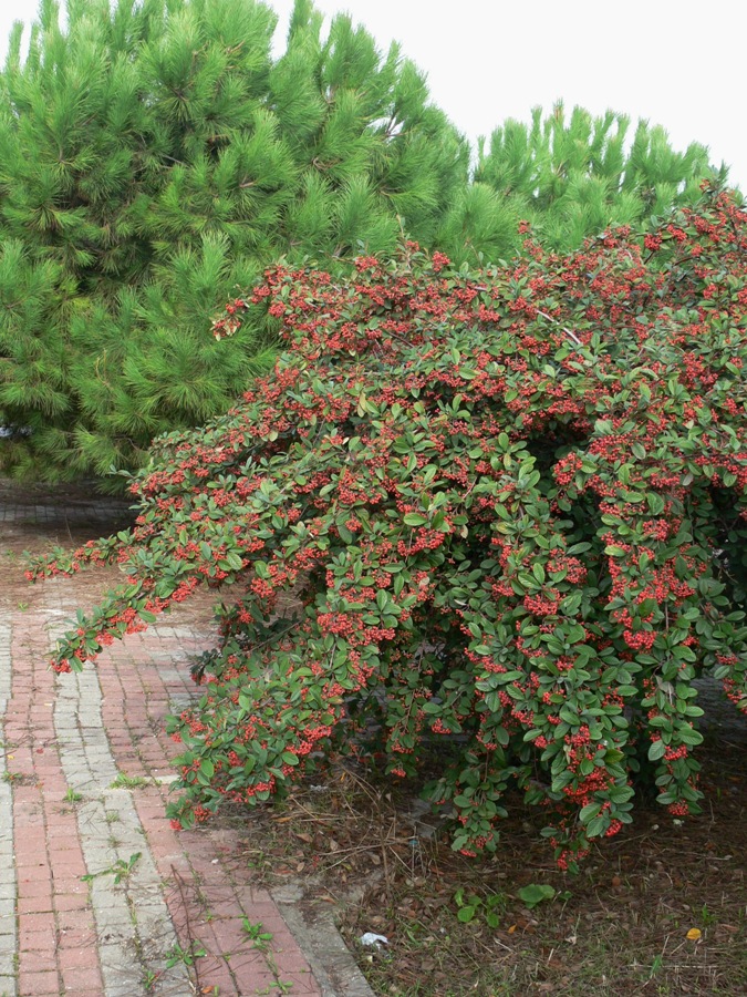 Image of genus Cotoneaster specimen.