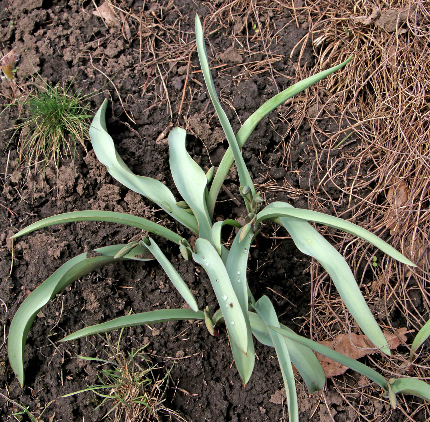 Image of Tulipa bifloriformis specimen.