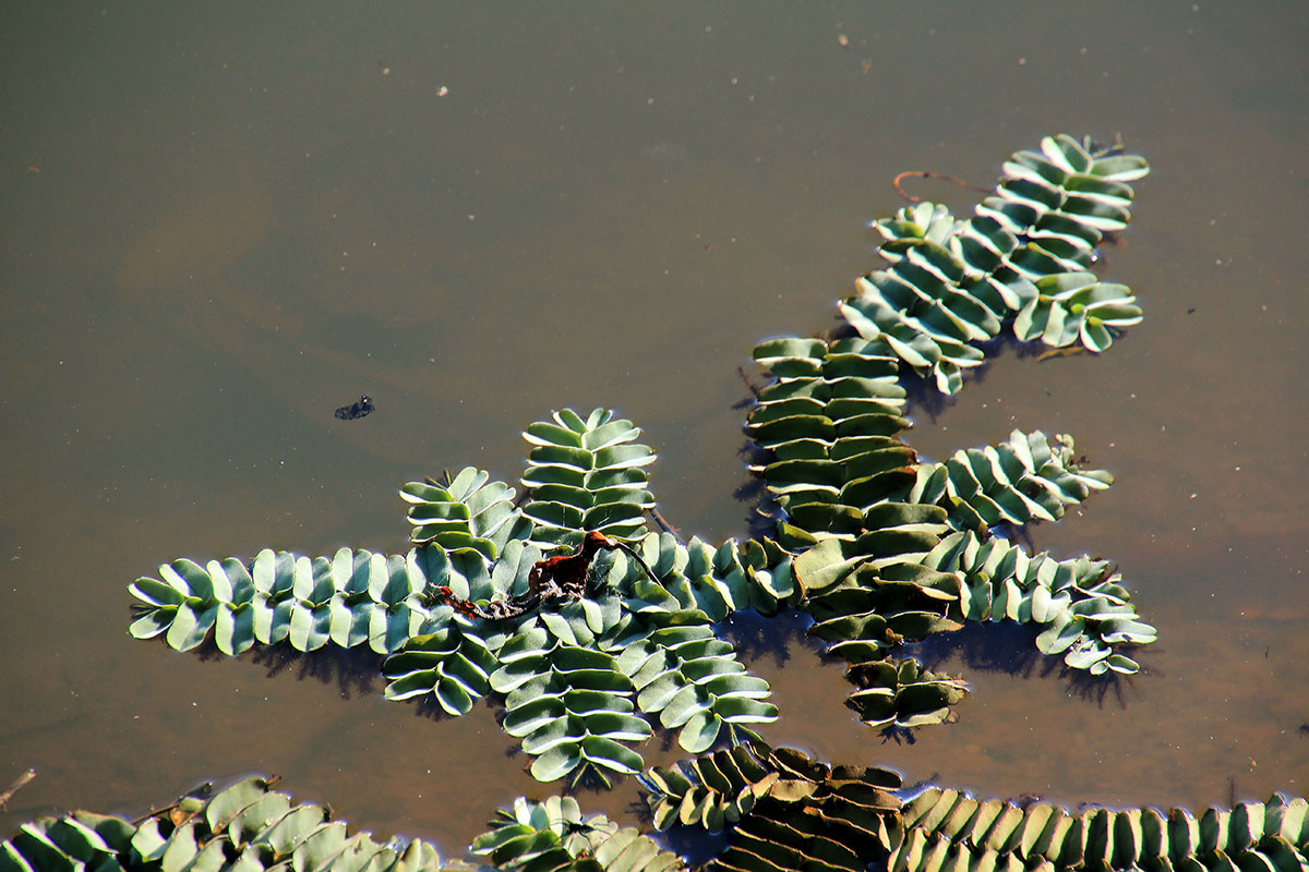 Image of genus Salvinia specimen.