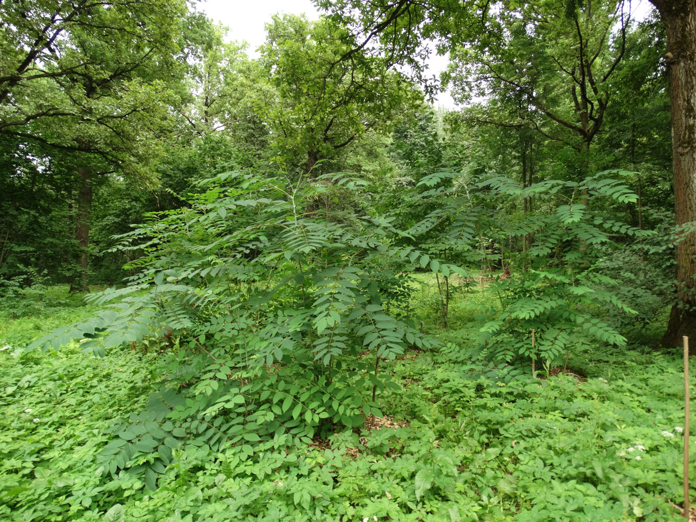 Image of Decaisnea insignis specimen.