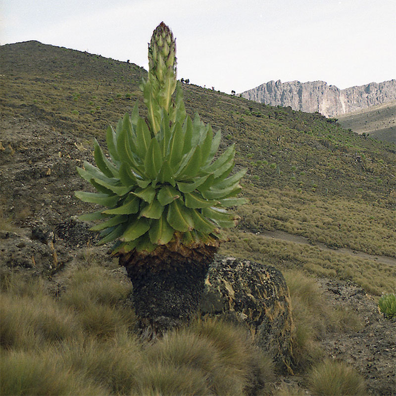 Image of genus Senecio specimen.