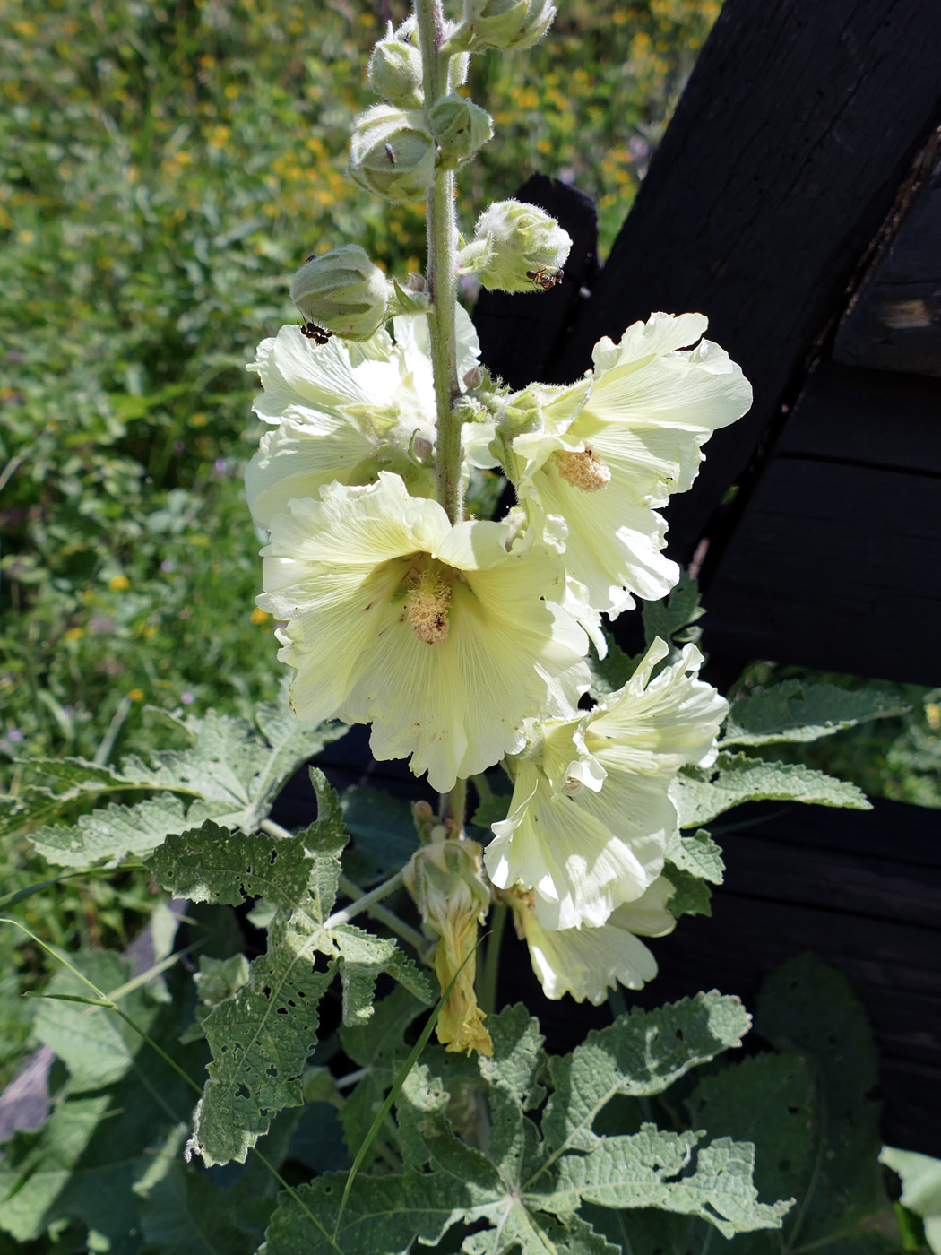 Изображение особи Alcea rugosa.