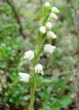 Goodyera repens