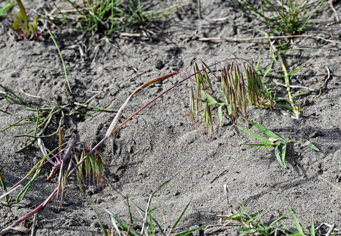 Image of Anisantha tectorum specimen.