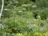 Heracleum ponticum