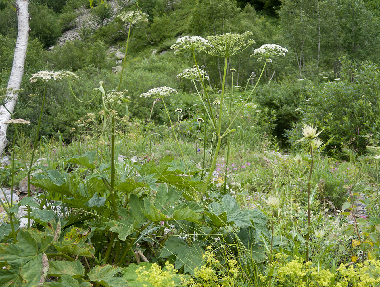 Image of Heracleum ponticum specimen.