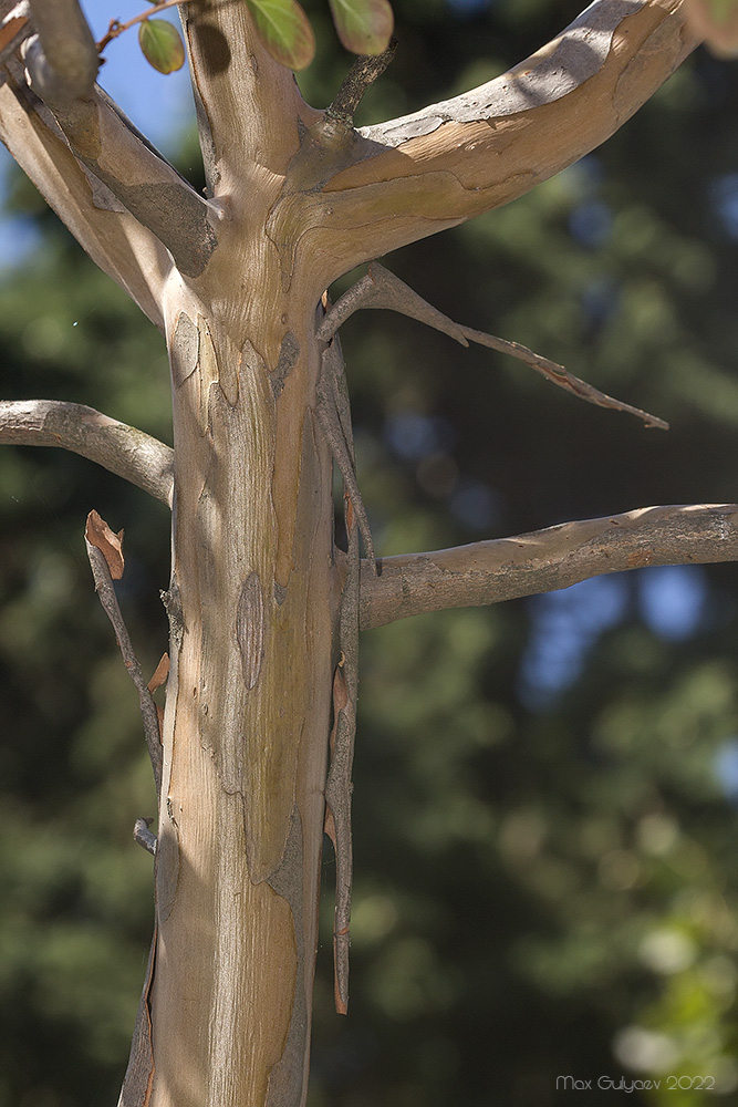 Image of genus Lagerstroemia specimen.