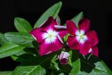 Catharanthus roseus. Цветки и части листьев. Израиль, г. Бат-Ям, в культуре 11.10.2022.