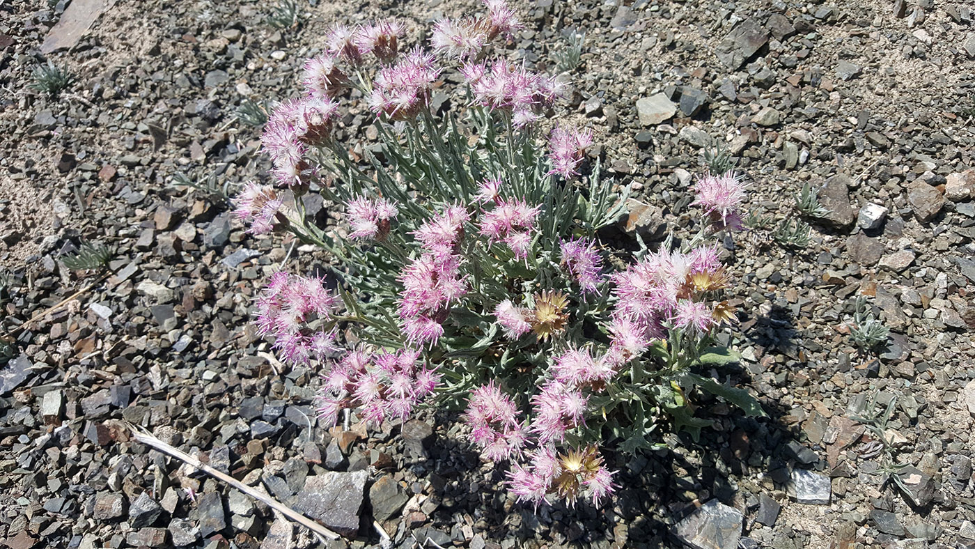 Image of Jurinea chaetocarpa specimen.