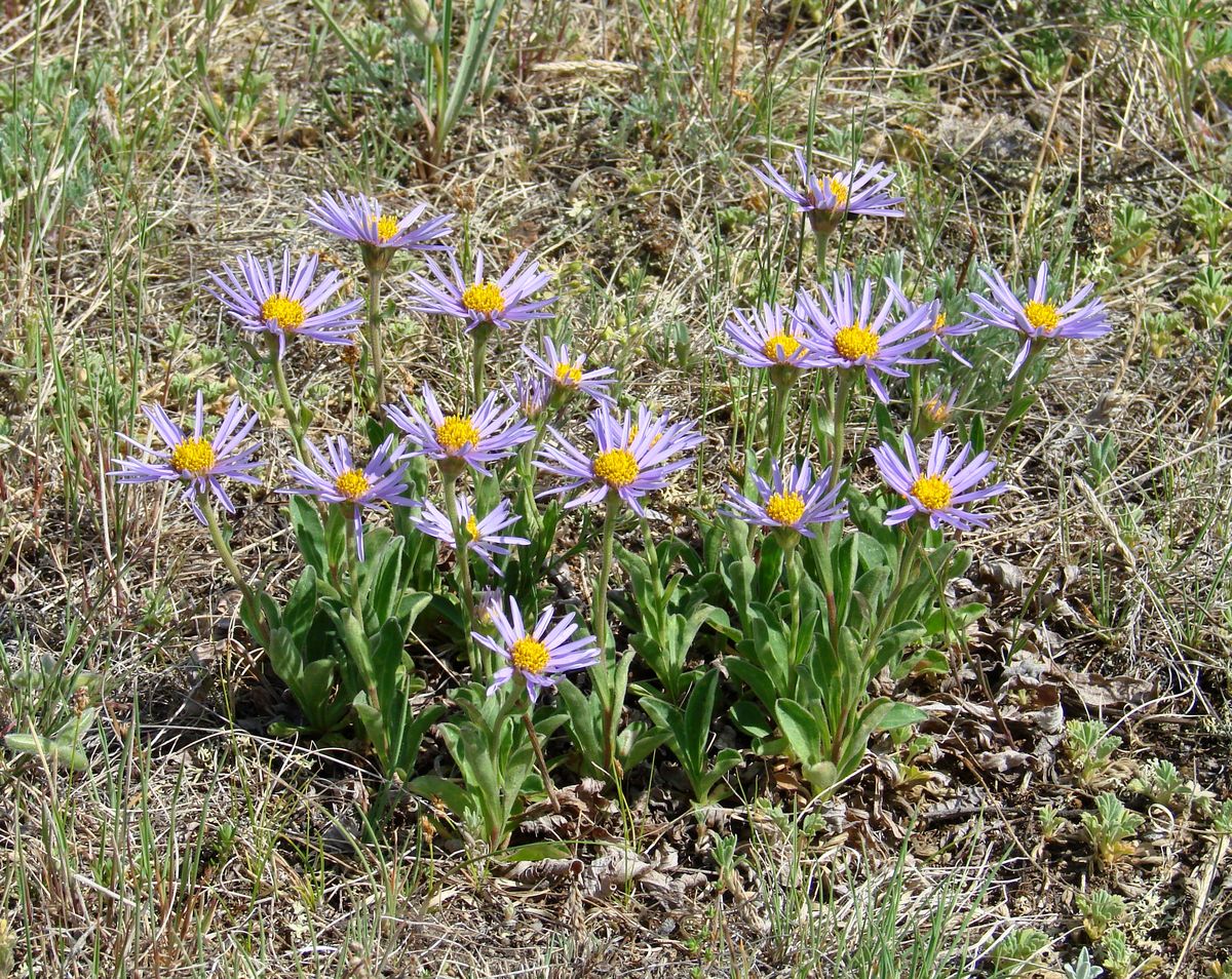 Изображение особи Aster alpinus.