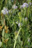 Trigonella procumbens