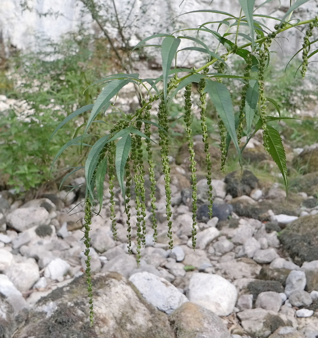 Image of Datisca cannabina specimen.