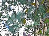 Cephalotaxus harringtonia разновидность drupacea. Ветви. Абхазия, г. Сухум, Сухумский ботанический сад. 25.09.2022.