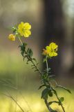 род Oenothera. Верхушка цветущего растения. Ростовская обл., Каменский р-н, окр. станицы Калитвенская, опушка соснового леса. 08.10.2022.