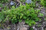 род Alchemilla. Цветущие растения. Хакасия, Орджоникидзевский р-н, верховья р. Правая Сарала, каменистый склон. 08.06.2022.