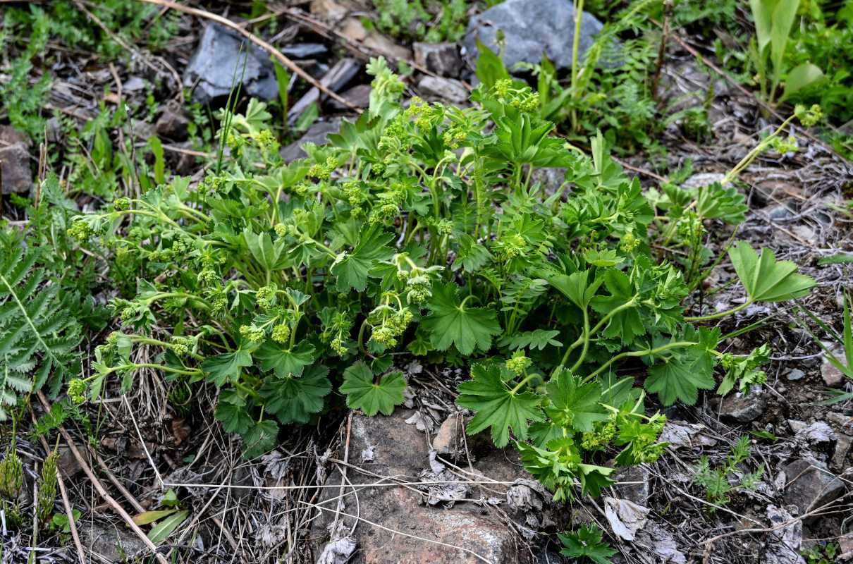 Image of genus Alchemilla specimen.