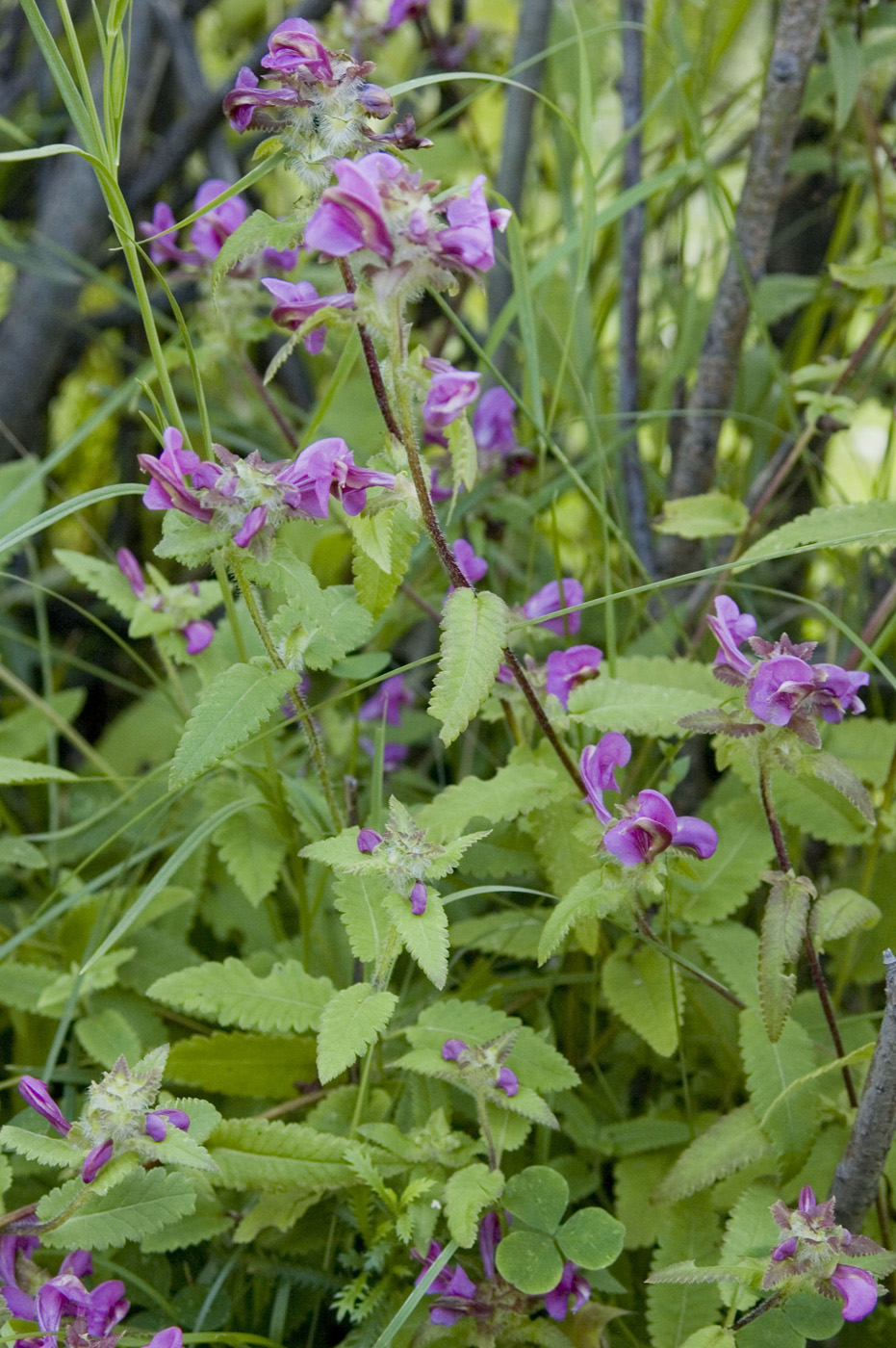 Изображение особи Pedicularis resupinata.