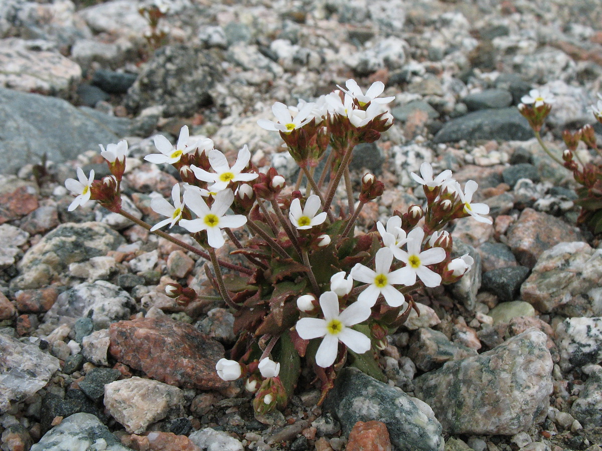 Image of Androsace lactiflora specimen.