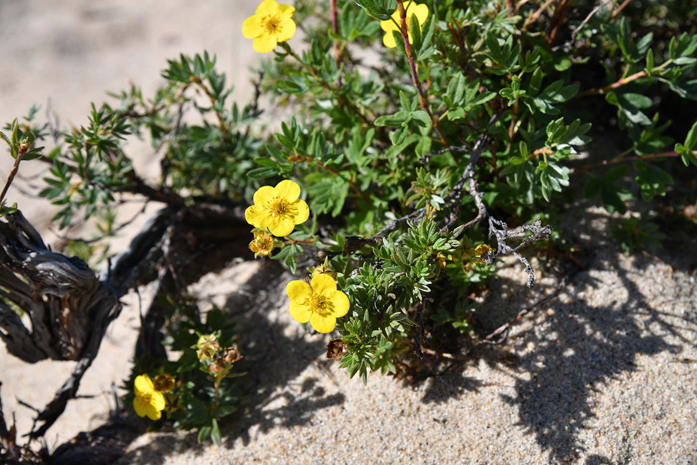 Изображение особи Dasiphora fruticosa.